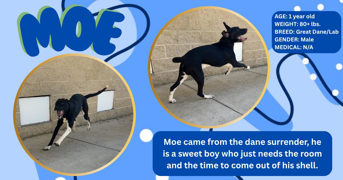 Moe, ADOPTABLE, Young Male Great Dane & Black Labrador Retriever.