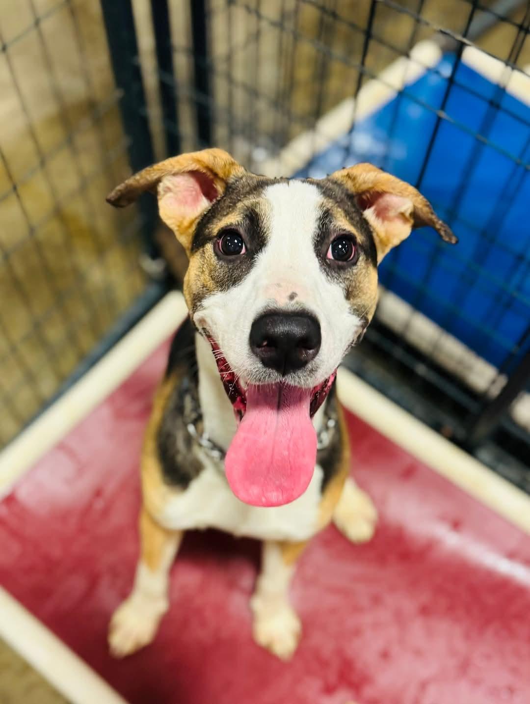 Enlarge Tilly, a Adoptable Mixed Breed in Ashland, KY image 1/1