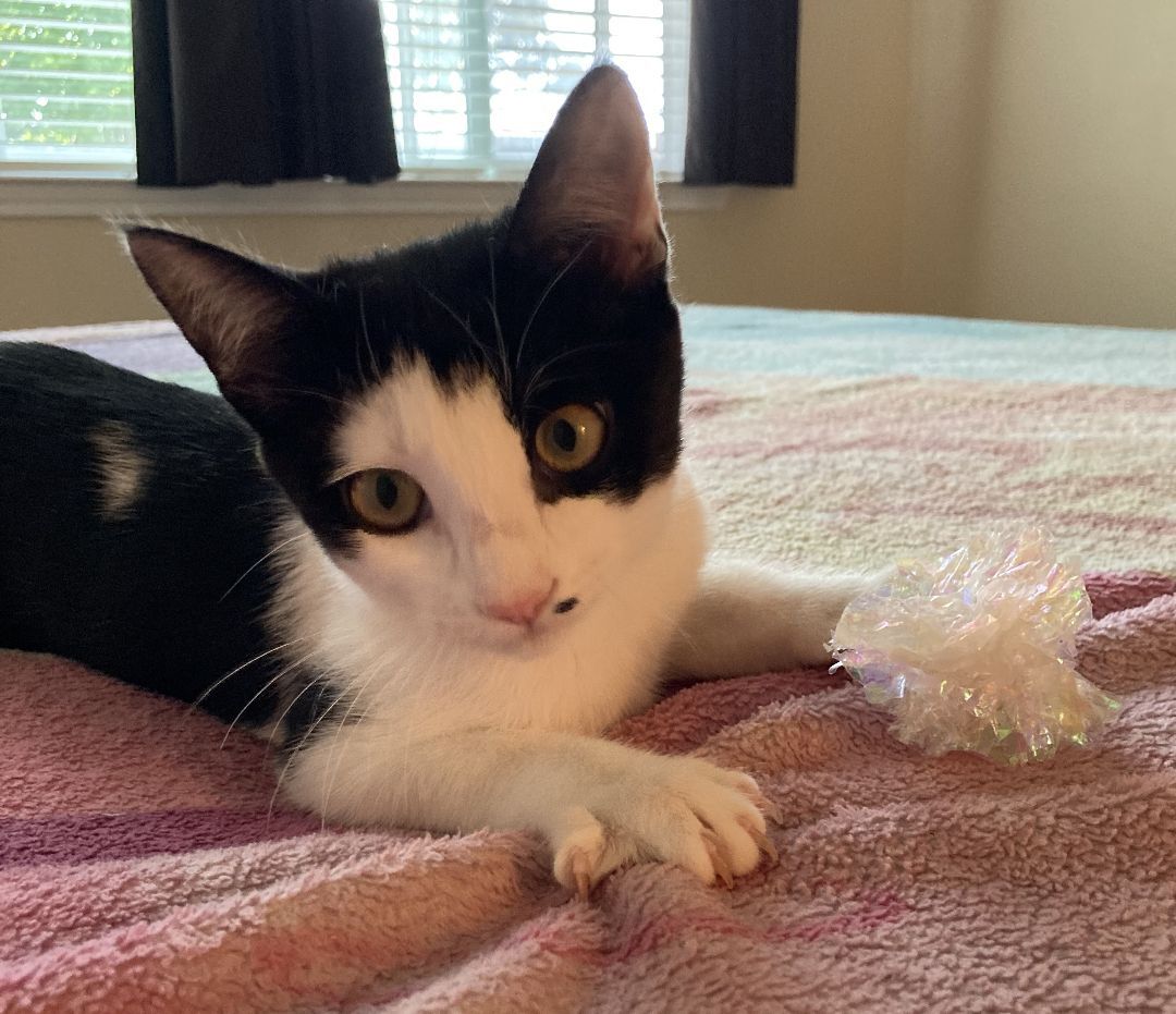 Nebula, a Adoptable American Shorthair in Merced, CA image 1/15