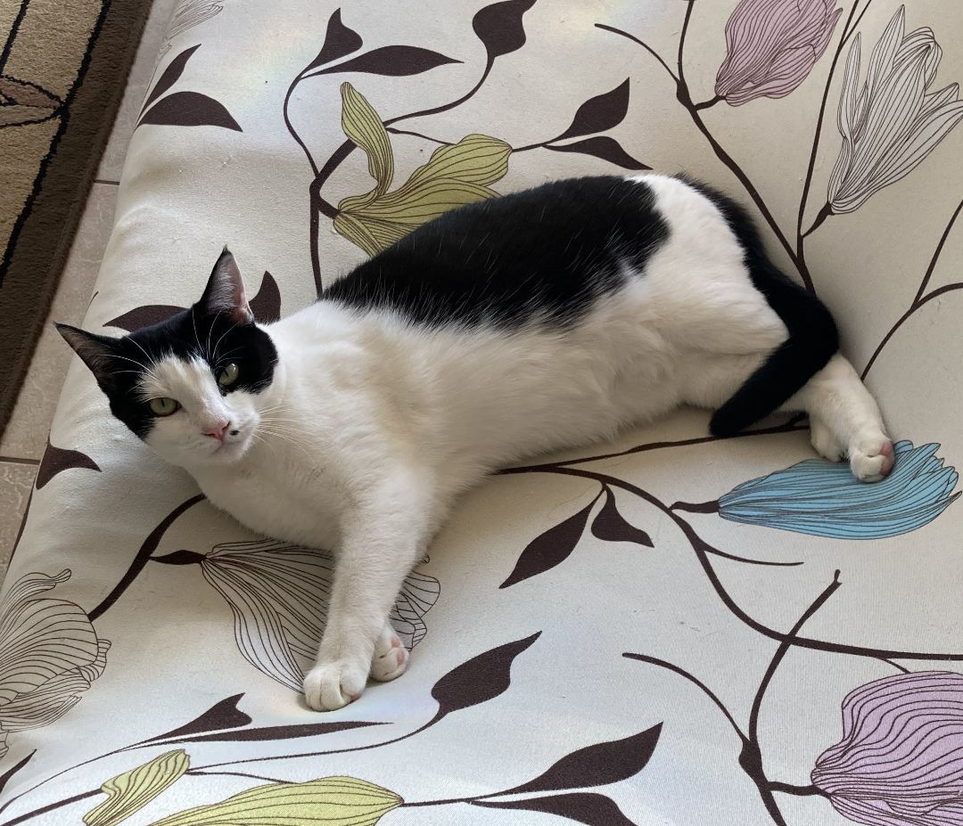 Nebula, a Adoptable American Shorthair in Merced, CA image 2/15