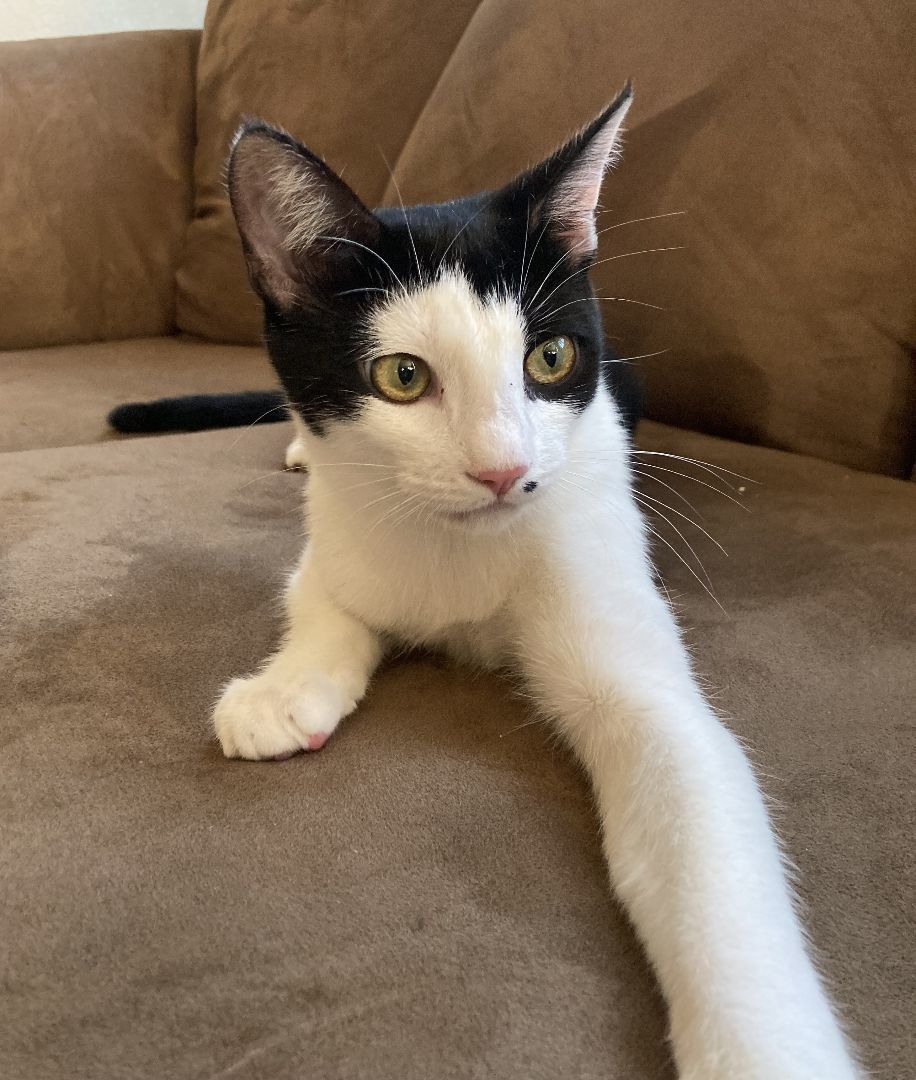 Nebula, a Adoptable American Shorthair in Merced, CA image 3/15