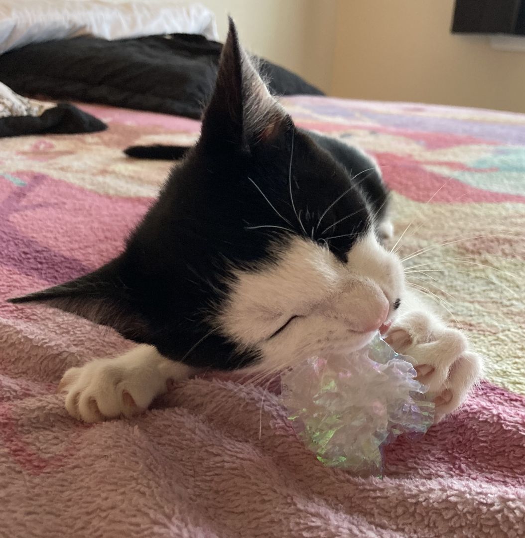 Nebula, a Adoptable American Shorthair in Merced, CA image 4/15