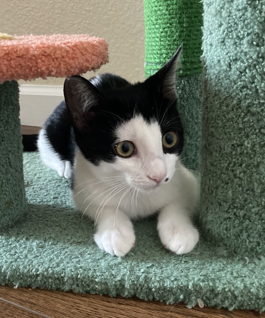 Nebula, a Adoptable American Shorthair in Merced, CA image 5/15