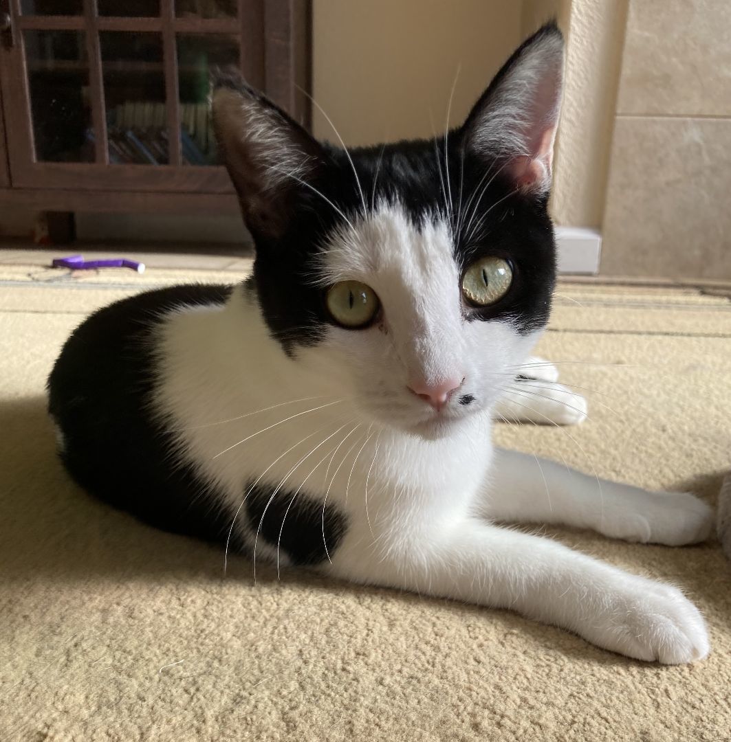 Nebula, a Adoptable American Shorthair in Merced, CA image 6/15