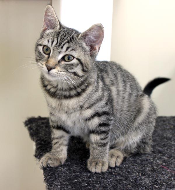 Flurry, adopted, Kitten Female Domestic Short Hair.