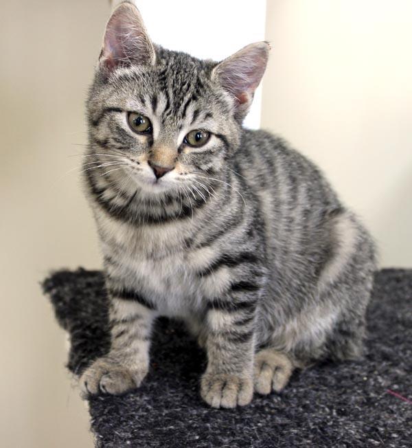 Enlarge Flurry, an adopted Domestic Short Hair in Mansfield, MA image 2/2