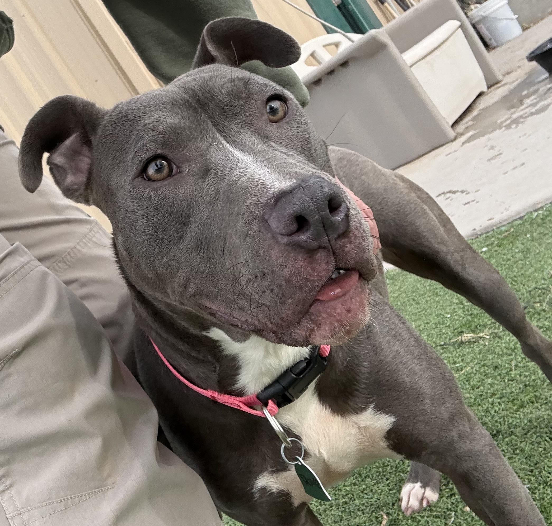 Dove, a ADOPTABLE mixed breed in Ulysses, KS image 4/5