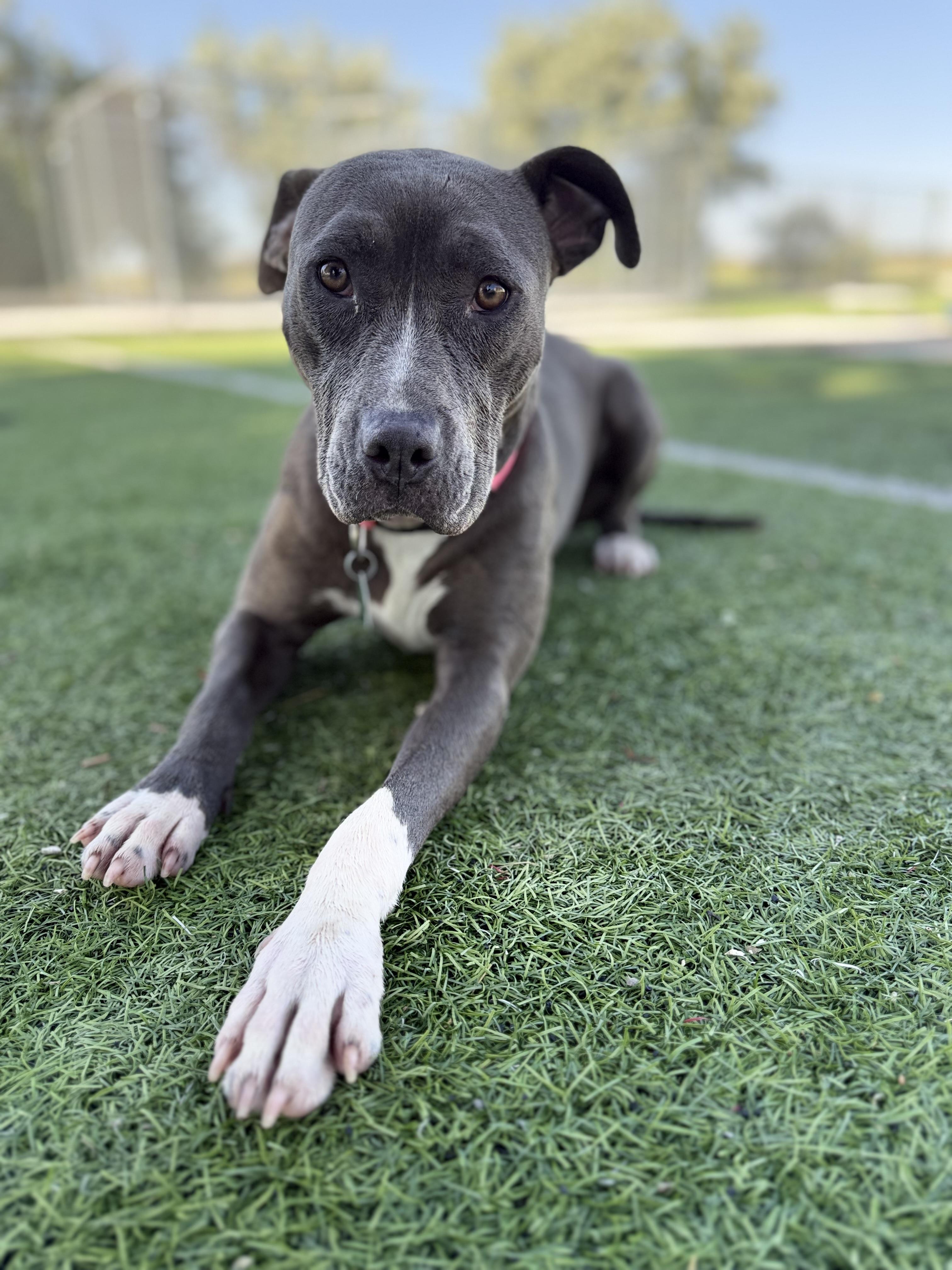 Dove, ADOPTABLE, Young Female Labrador Retriever & Pit Bull Terrier.