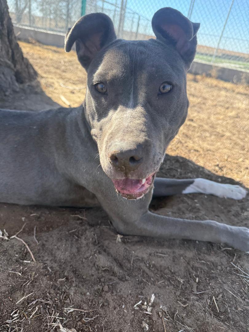 Dove, a ADOPTABLE mixed breed in Ulysses, KS image 5/5