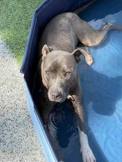 Dove, a ADOPTABLE mixed breed in Ulysses, KS image 2/5