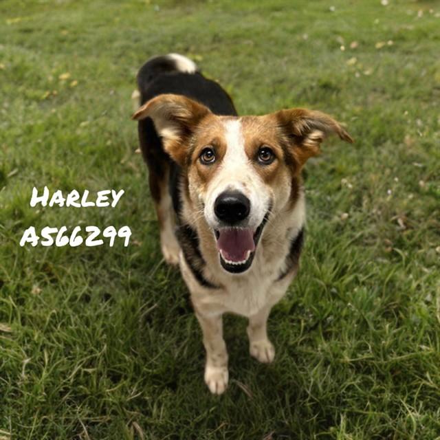 HARLEY, Adoptable, Adult Female German Shepherd Dog & Mixed Breed.