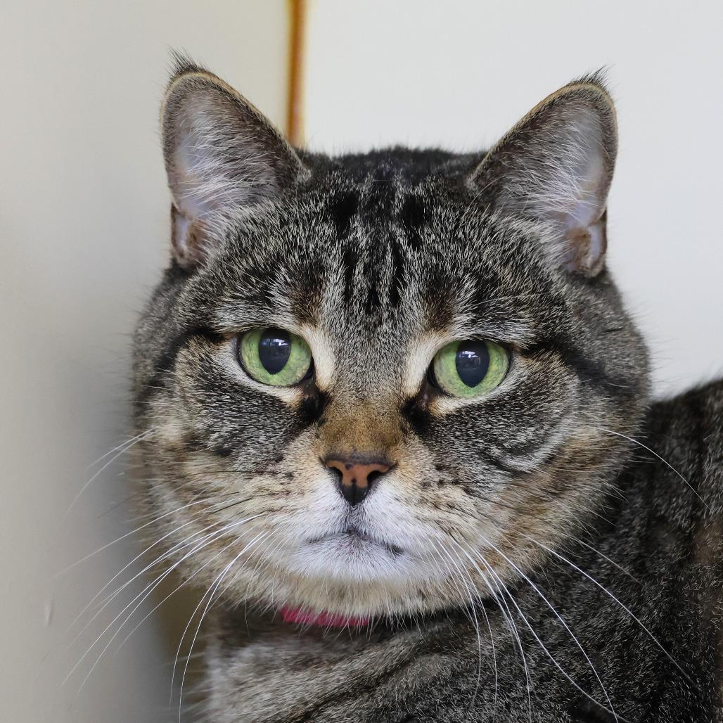 Enlarge Sassy, a Adoptable Domestic Short Hair in Albuquerque, NM image 1/5