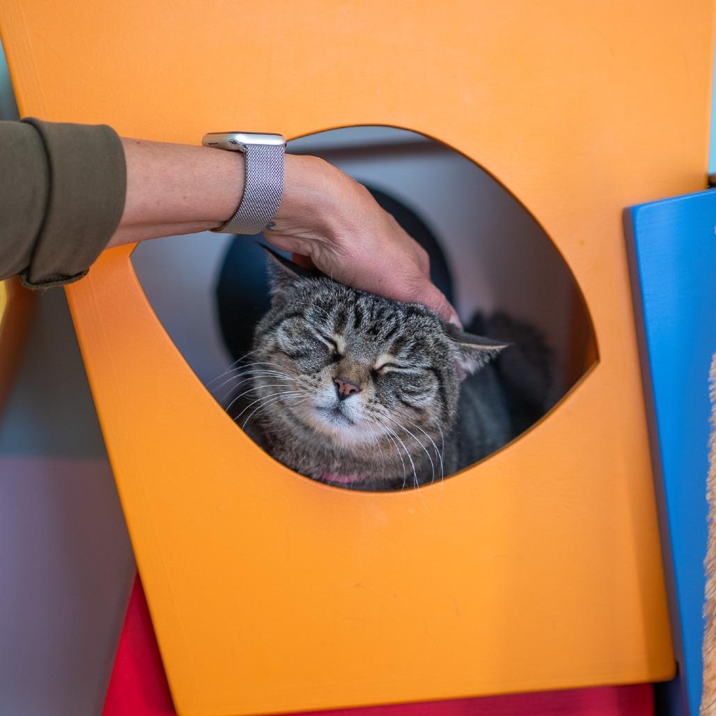 Enlarge Sassy, a Adoptable Domestic Short Hair in Albuquerque, NM image 2/5