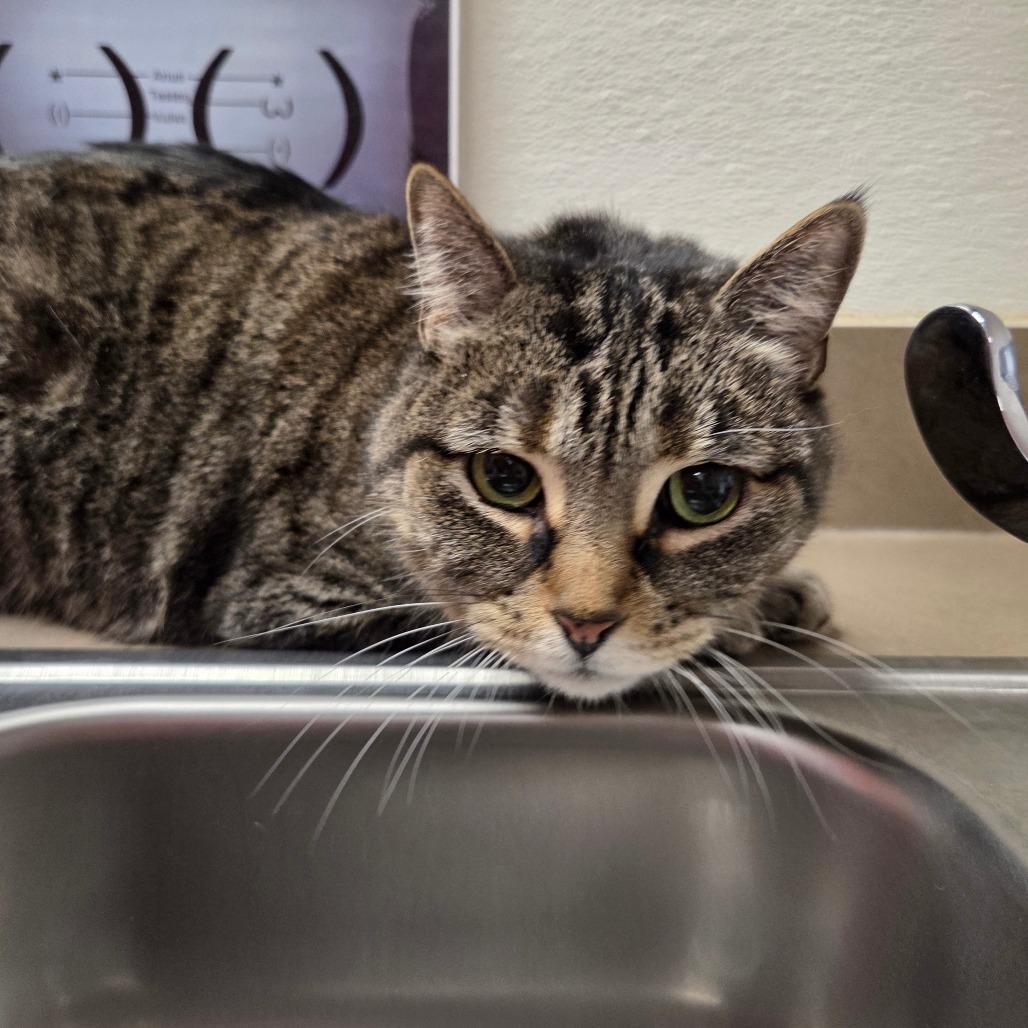 Enlarge Sassy, a Adoptable Domestic Short Hair in Albuquerque, NM image 3/5