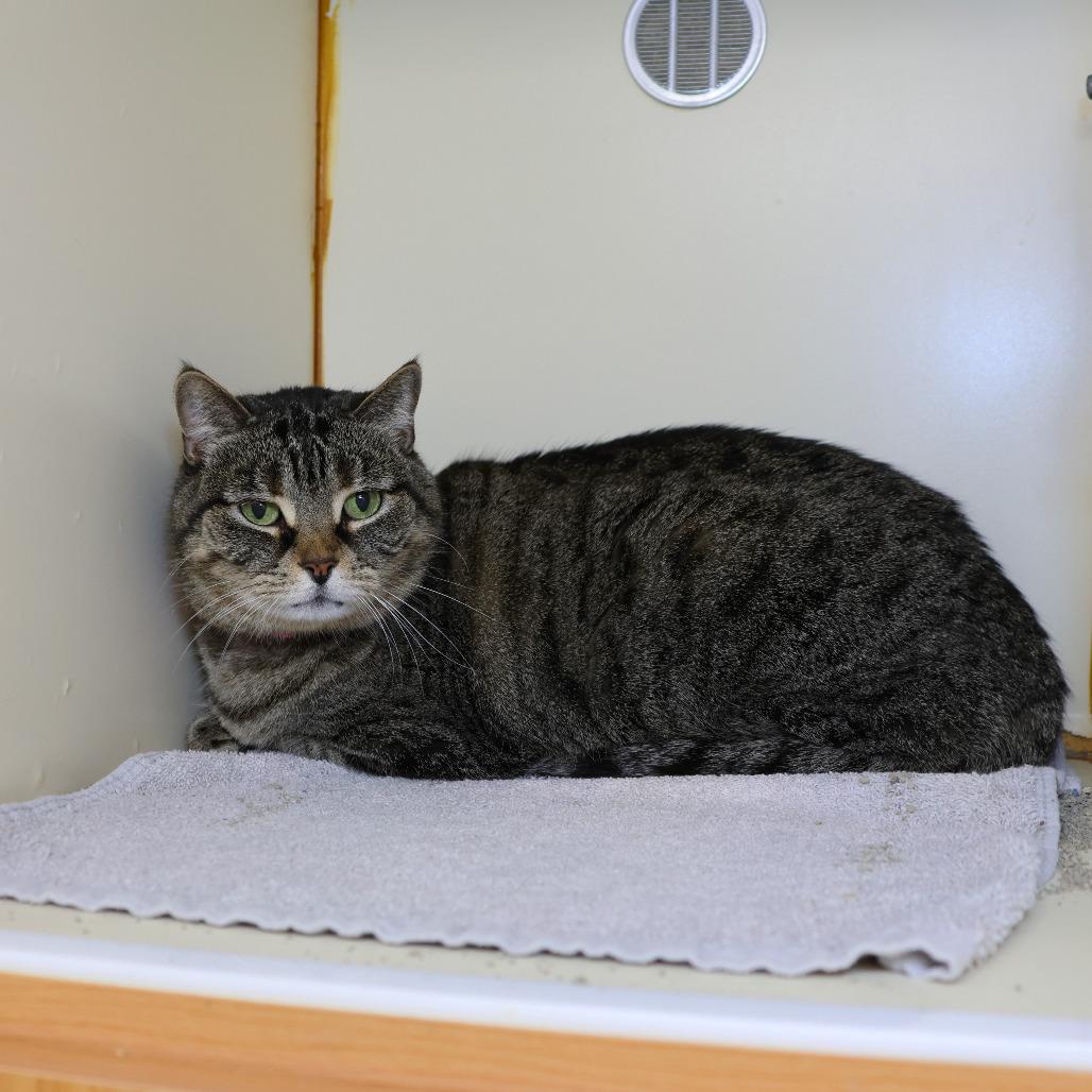 Enlarge Sassy, a Adoptable Domestic Short Hair in Albuquerque, NM image 4/5