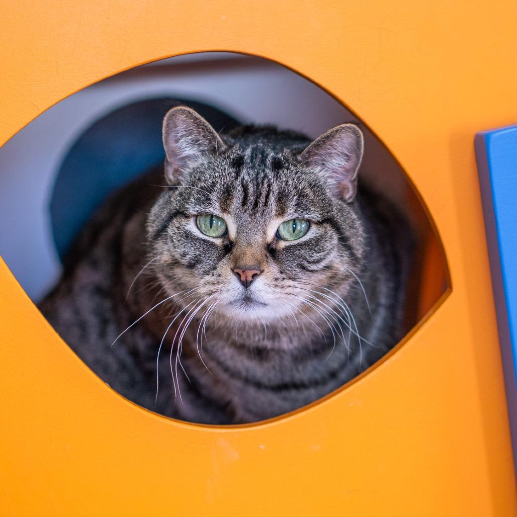 Enlarge Sassy, a Adoptable Domestic Short Hair in Albuquerque, NM image 5/5