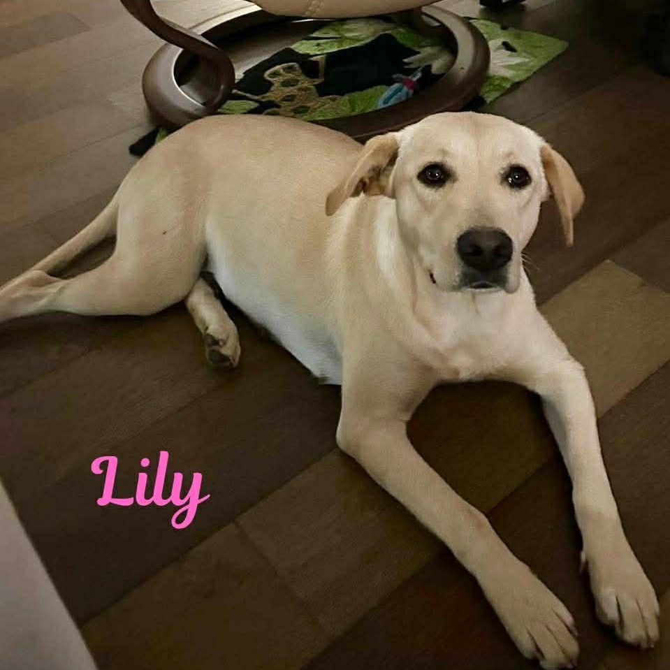 Enlarge LILY, an adopted mixed breed in Madisonville, LA image 2/4