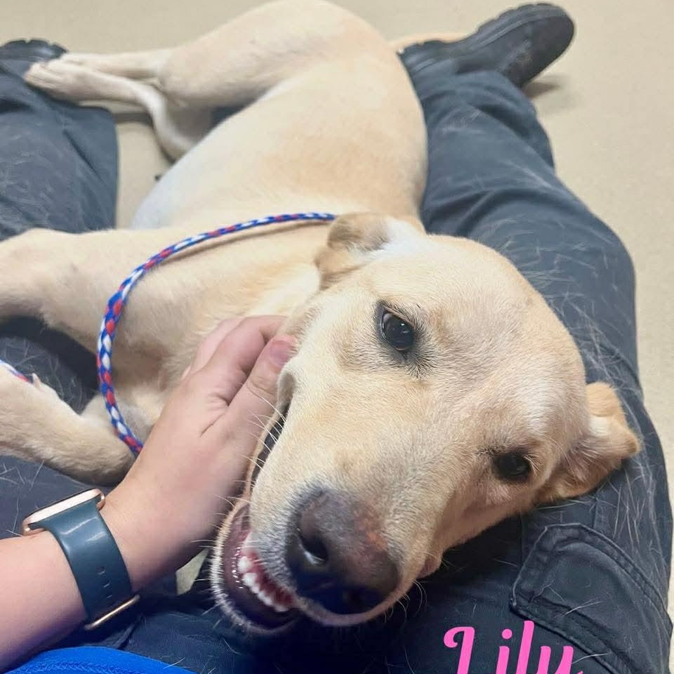 Enlarge LILY, an adopted mixed breed in Madisonville, LA image 3/4