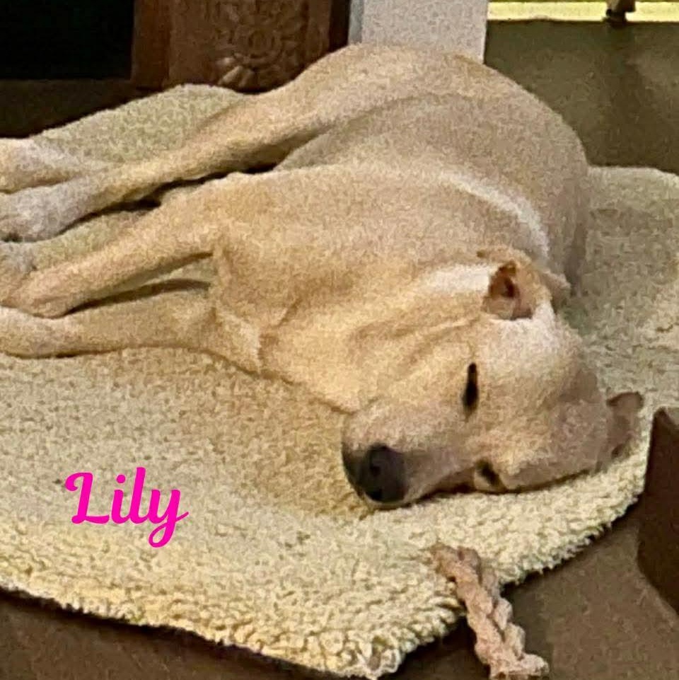 Enlarge LILY, an adopted mixed breed in Madisonville, LA image 4/4