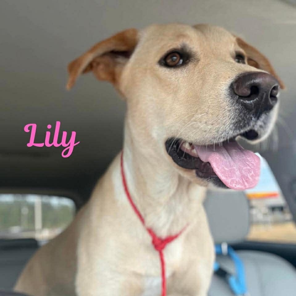 LILY, adopted, Adult Female Labrador Retriever & Terrier.