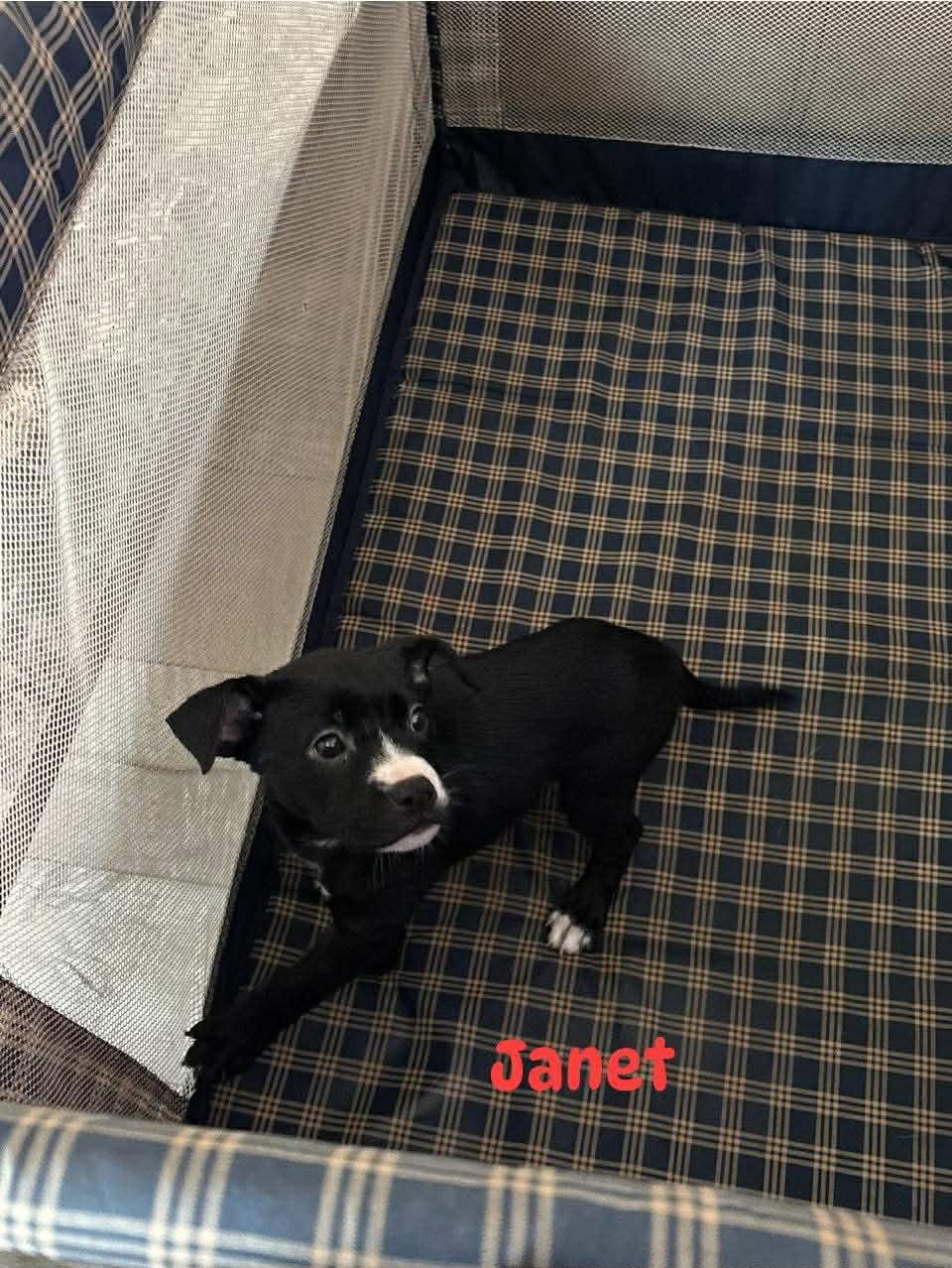 Janet, Adoptable, Puppy Female Pit Bull Terrier.