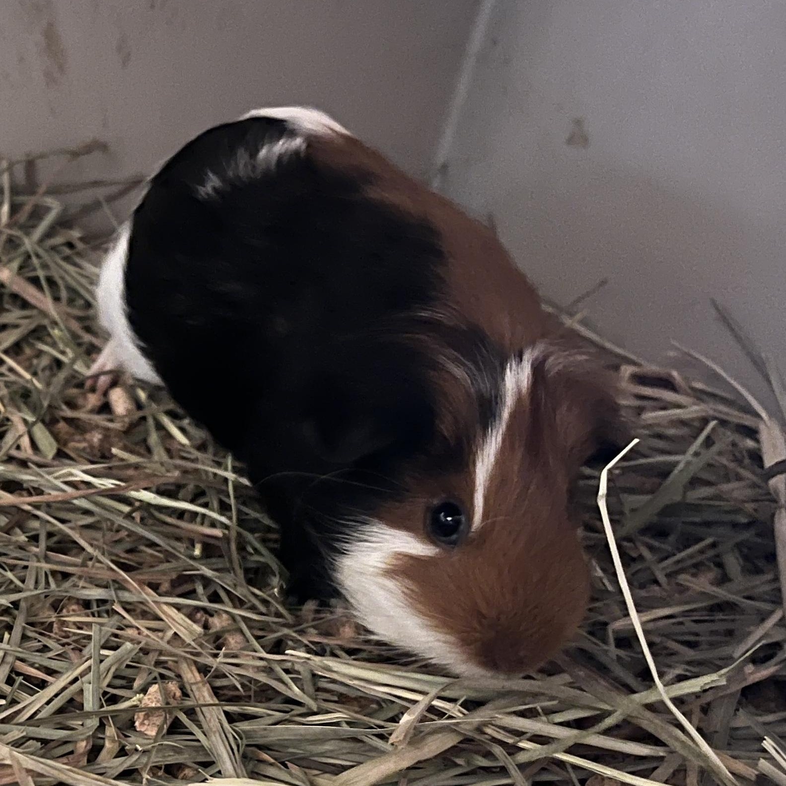 Pippy, Papaya & Jackie, an adopted mixed breed in Oakland, CA image 3/6