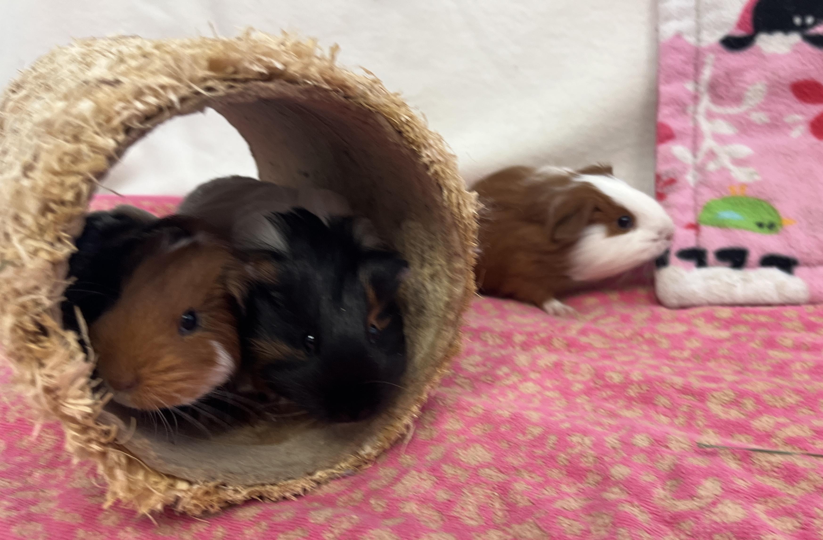 Pippy, Papaya & Jackie, an adopted mixed breed in Oakland, CA image 4/6
