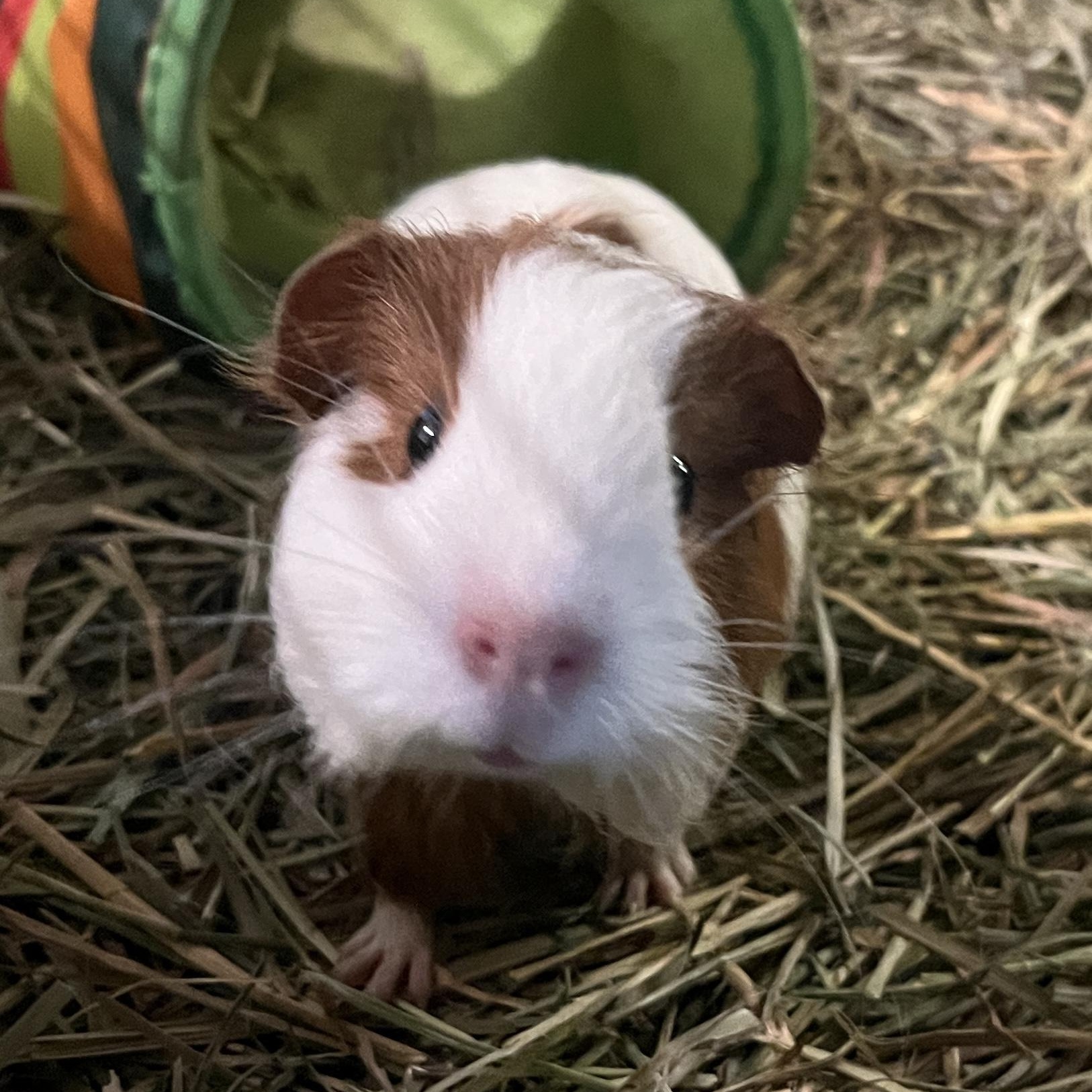 Pippy, Papaya & Jackie, an adopted mixed breed in Oakland, CA image 2/6