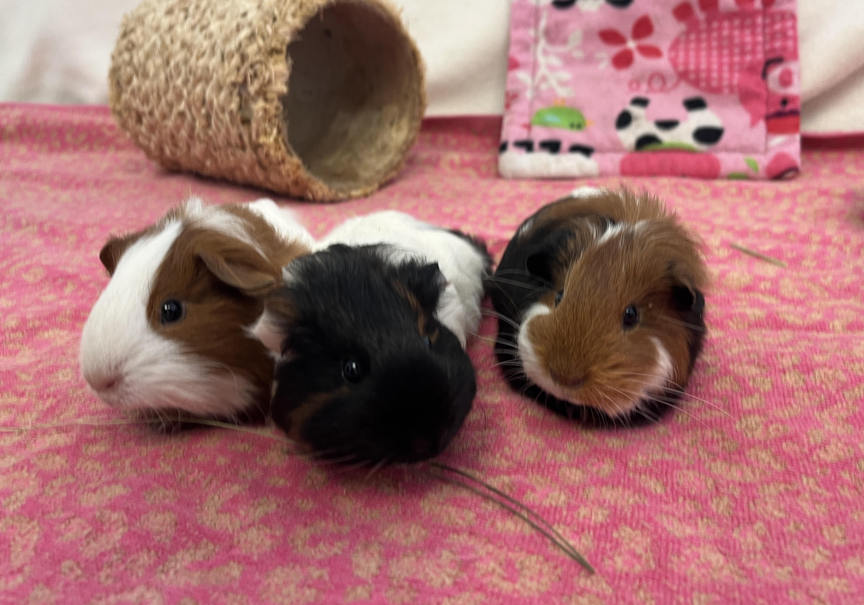 Pippy, Papaya & Jackie, an adopted mixed breed in Oakland, CA image 6/6