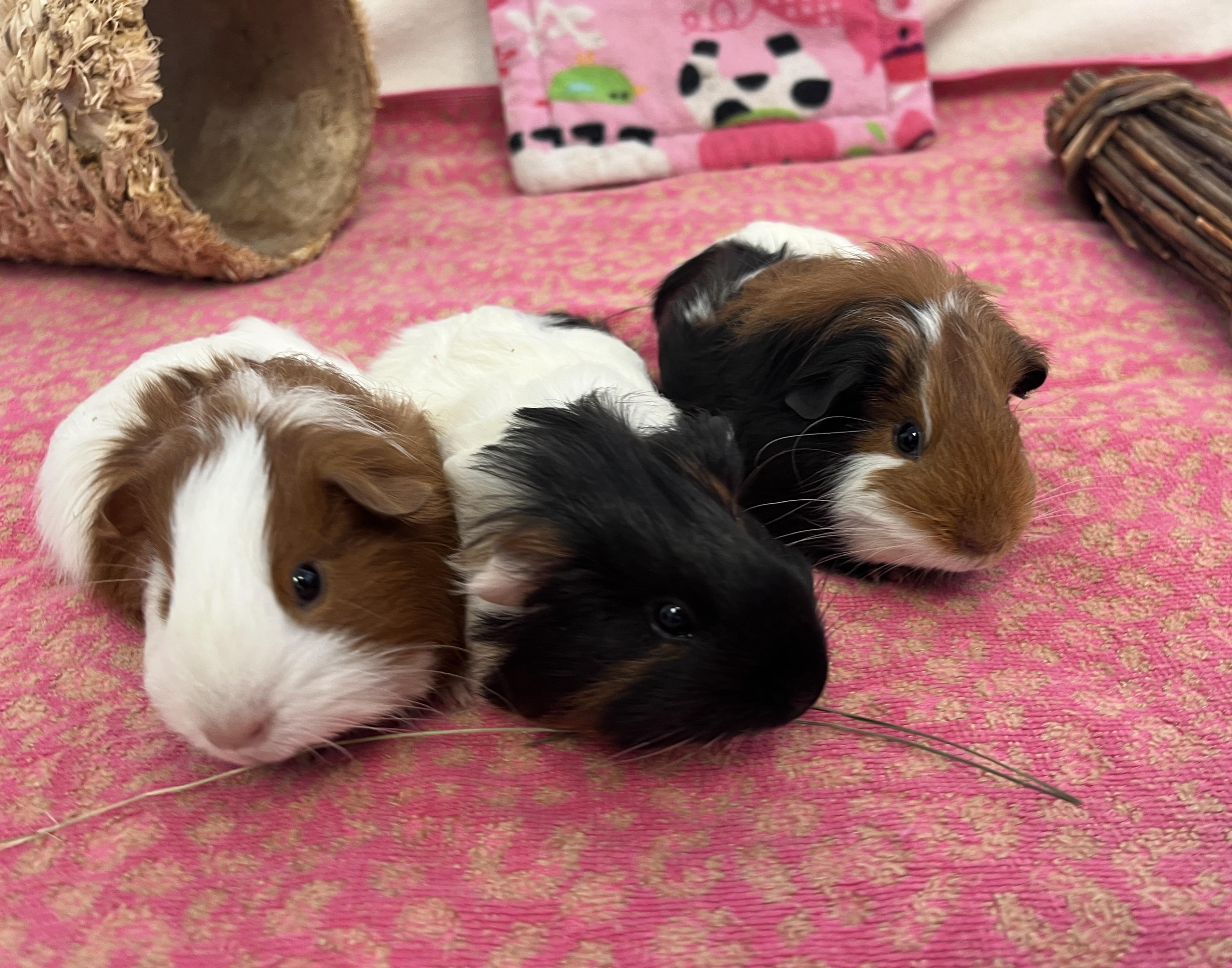 Pippy, Papaya & Jackie, adopted, Baby Female Guinea Pig & Abyssinian.