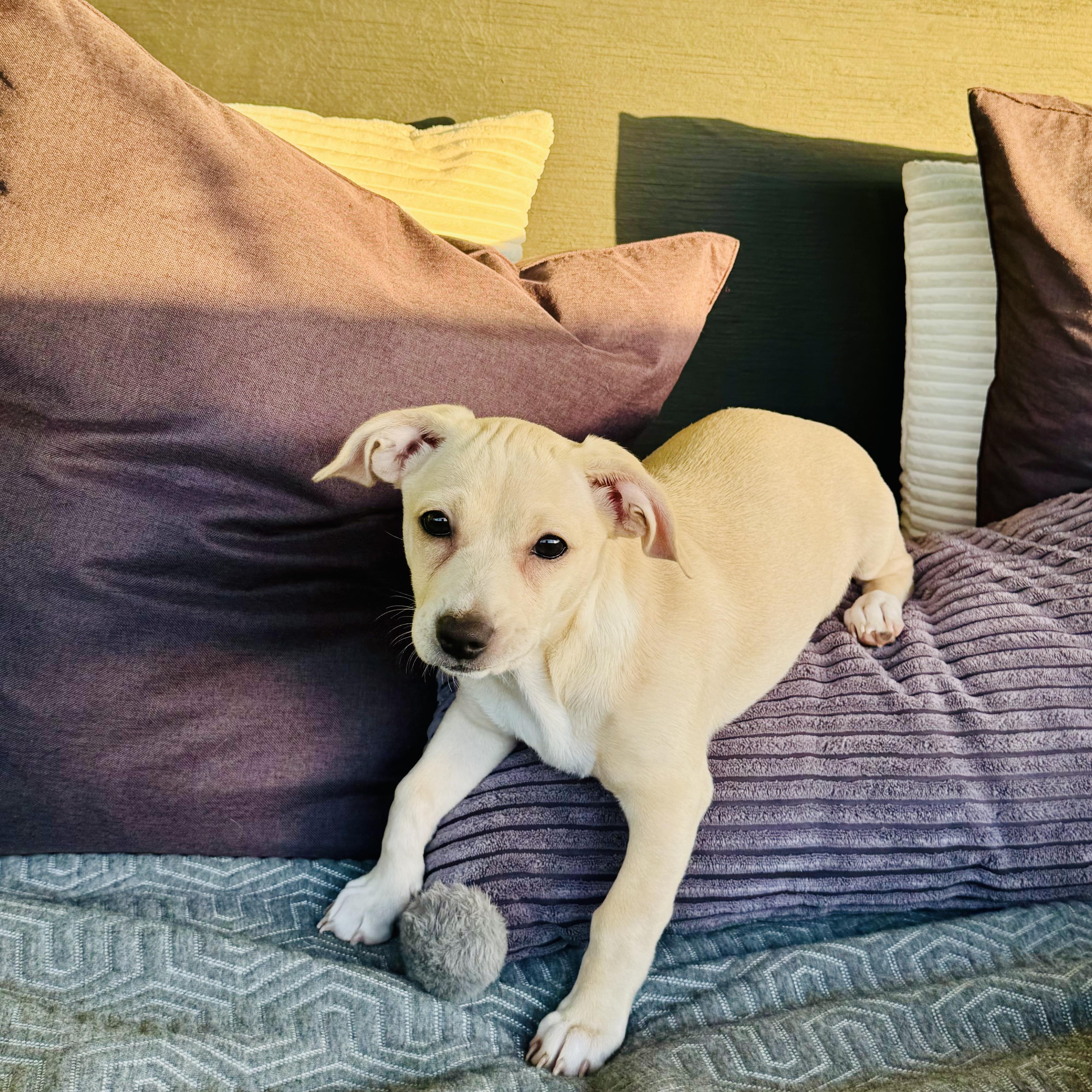 Enlarge Luna, a Adopted mixed breed in Seal Beach, CA image 2/6