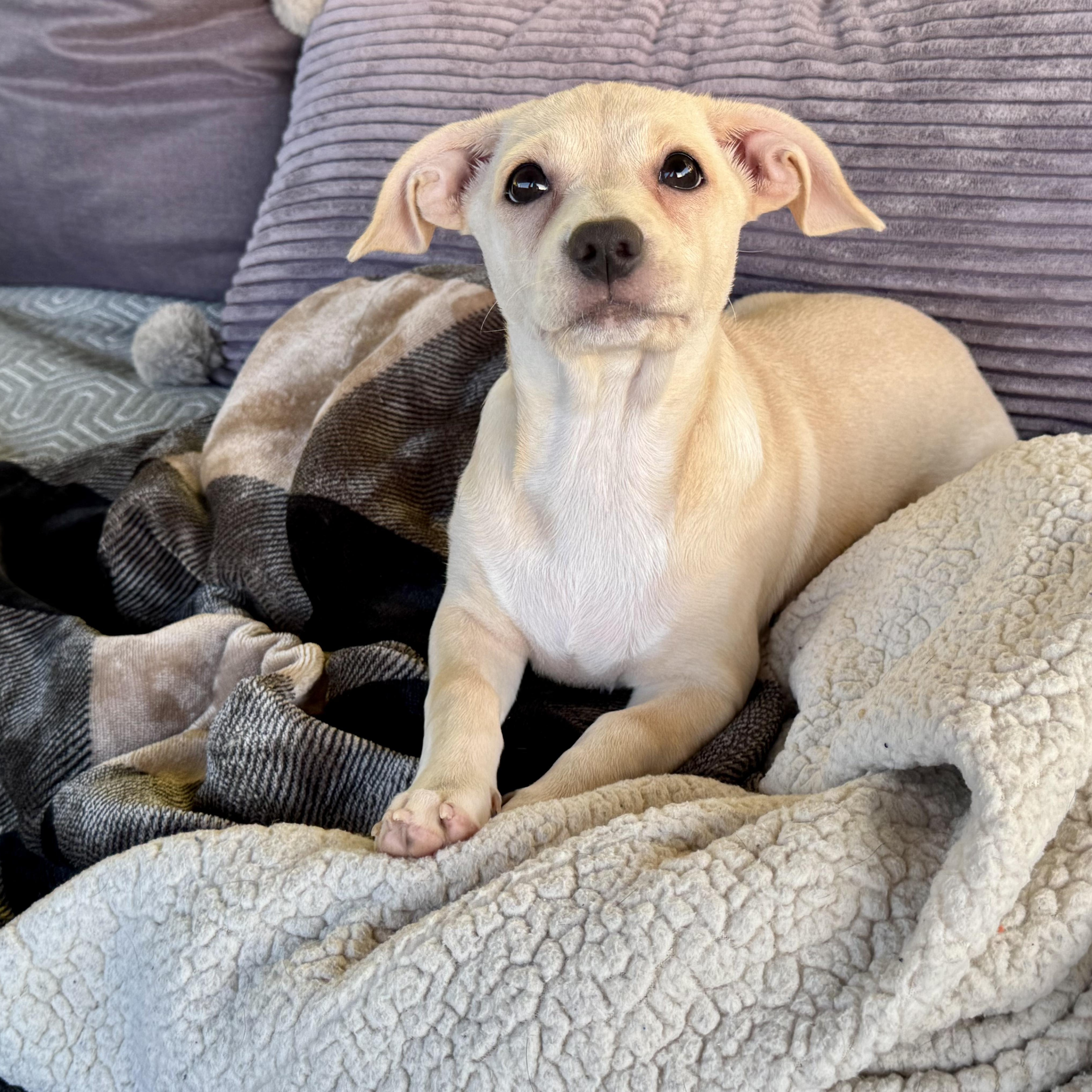Enlarge Luna, a Adopted mixed breed in Seal Beach, CA image 5/6