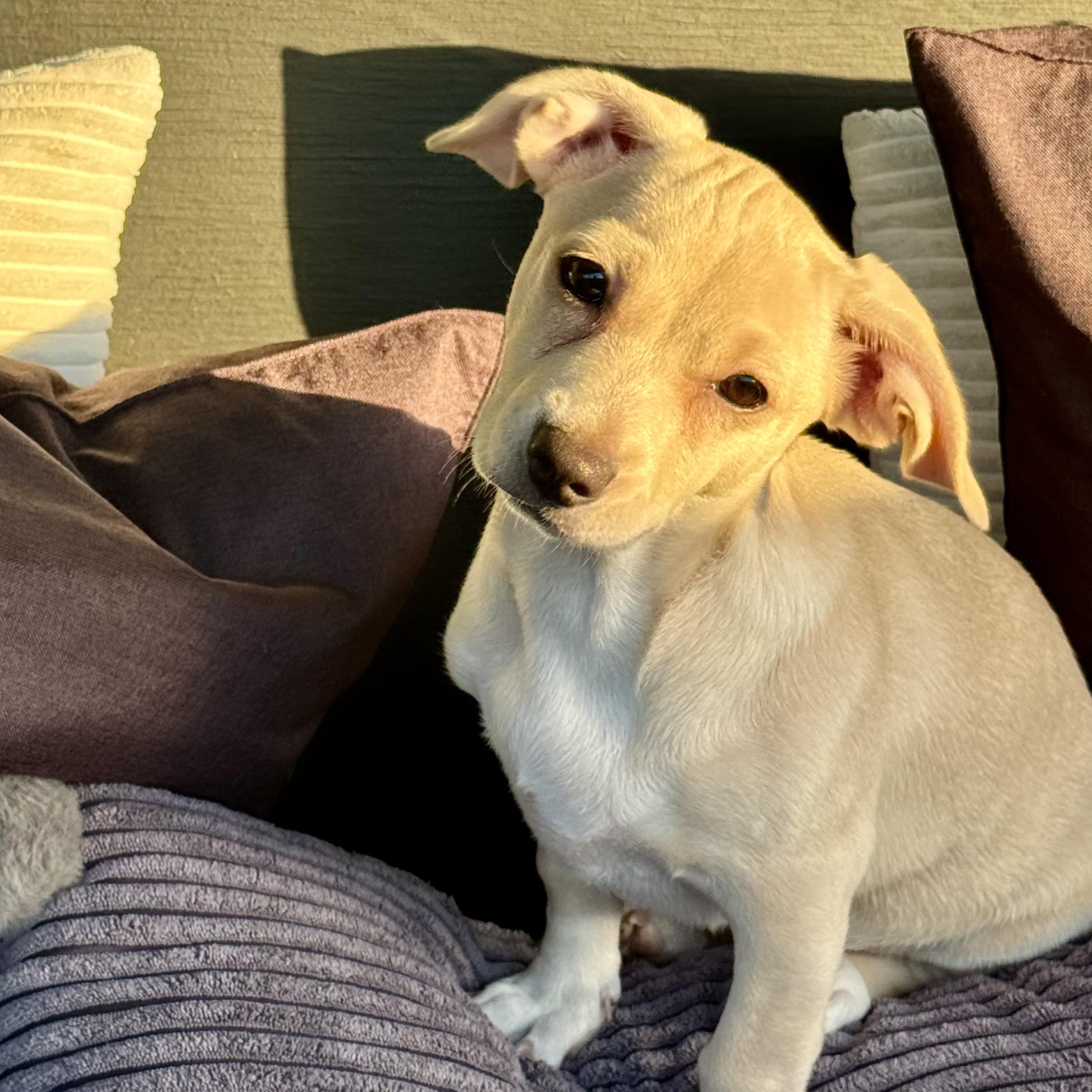 Luna, Adopted, Puppy Female Chihuahua & Jack Russell Terrier.