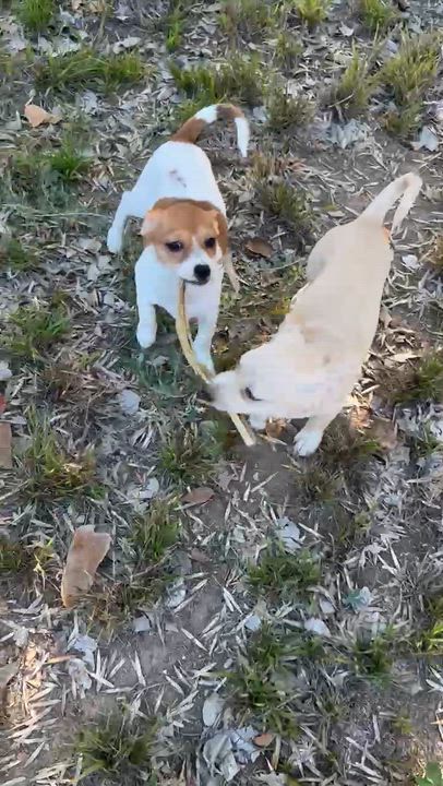 Enlarge Luna, a Adopted mixed breed in Seal Beach, CA video 3/6