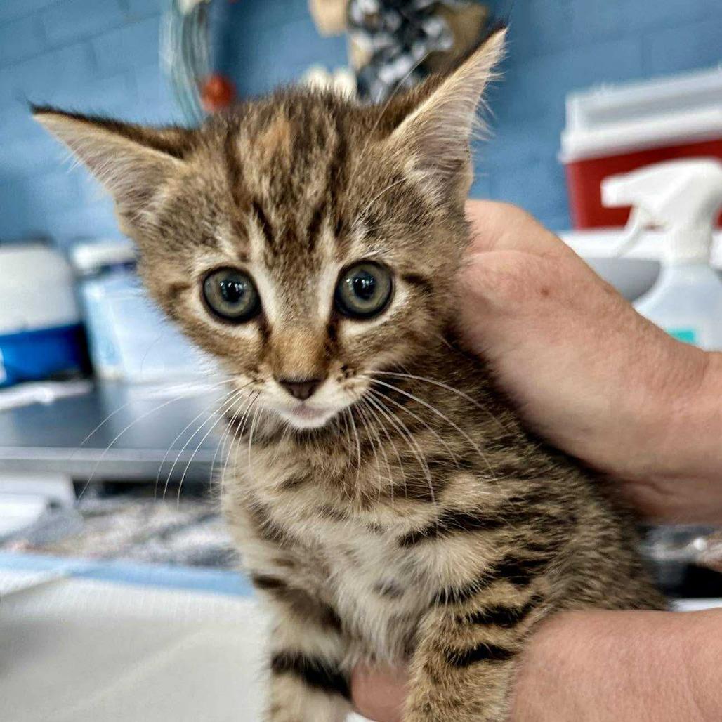 Buttons May, Adoptable, Kitten Male Domestic Short Hair.