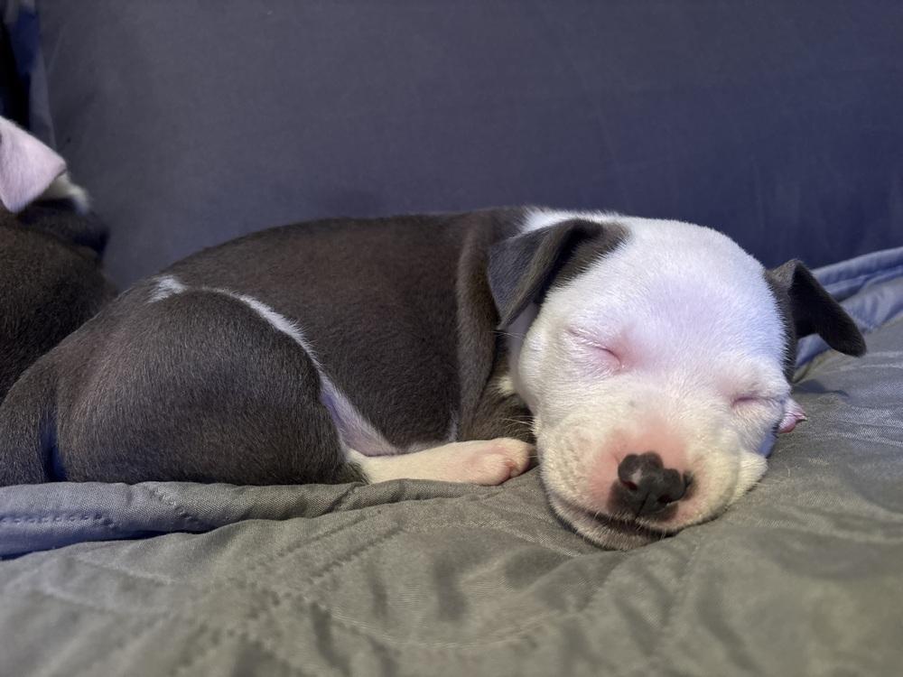 Enlarge Uno, a Adopted mixed breed in Clinton Township, MI image 1/4