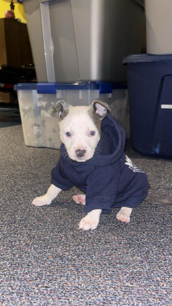 Enlarge Uno, a Adopted mixed breed in Clinton Township, MI image 2/4