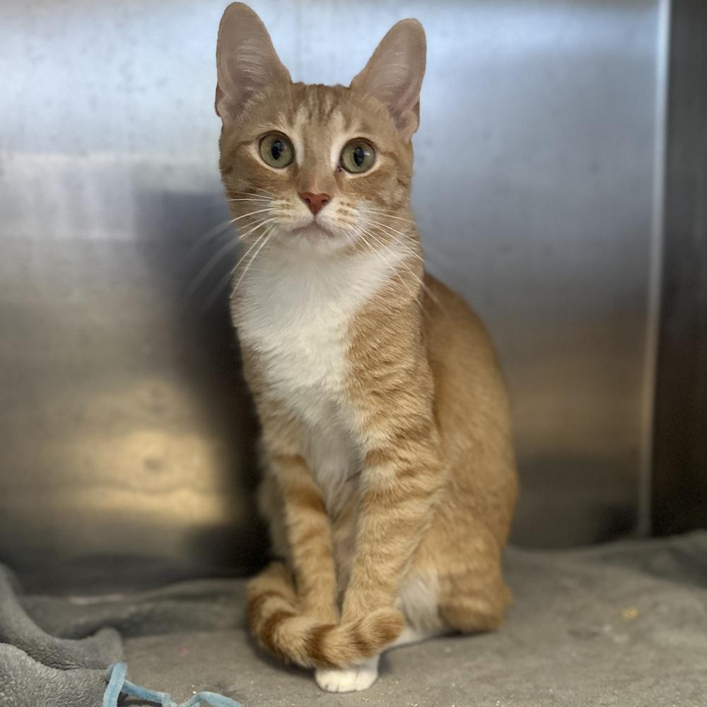 Daisy, Adoptable, Adult Female Domestic Short Hair.