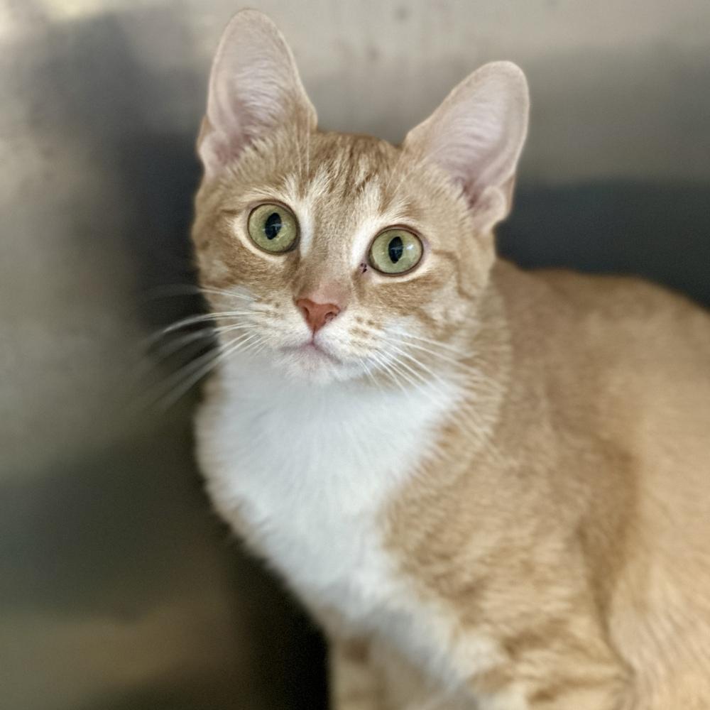 Daisy, a Adoptable mixed breed in Columbus, OH image 2/3