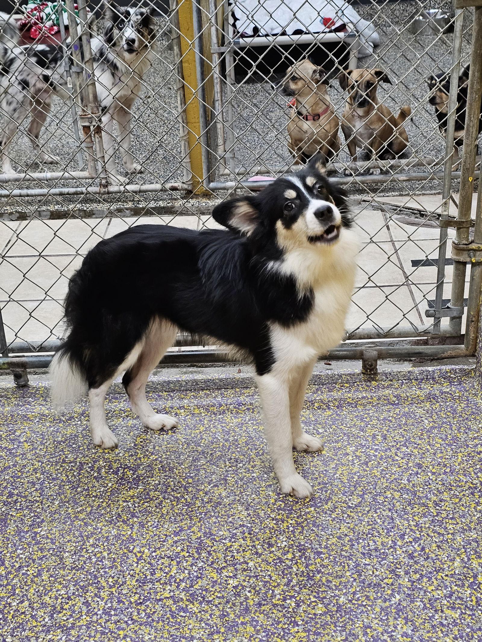 Enlarge Fireplace, a Adoptable Chihuahua in Metairie, LA image 1/2