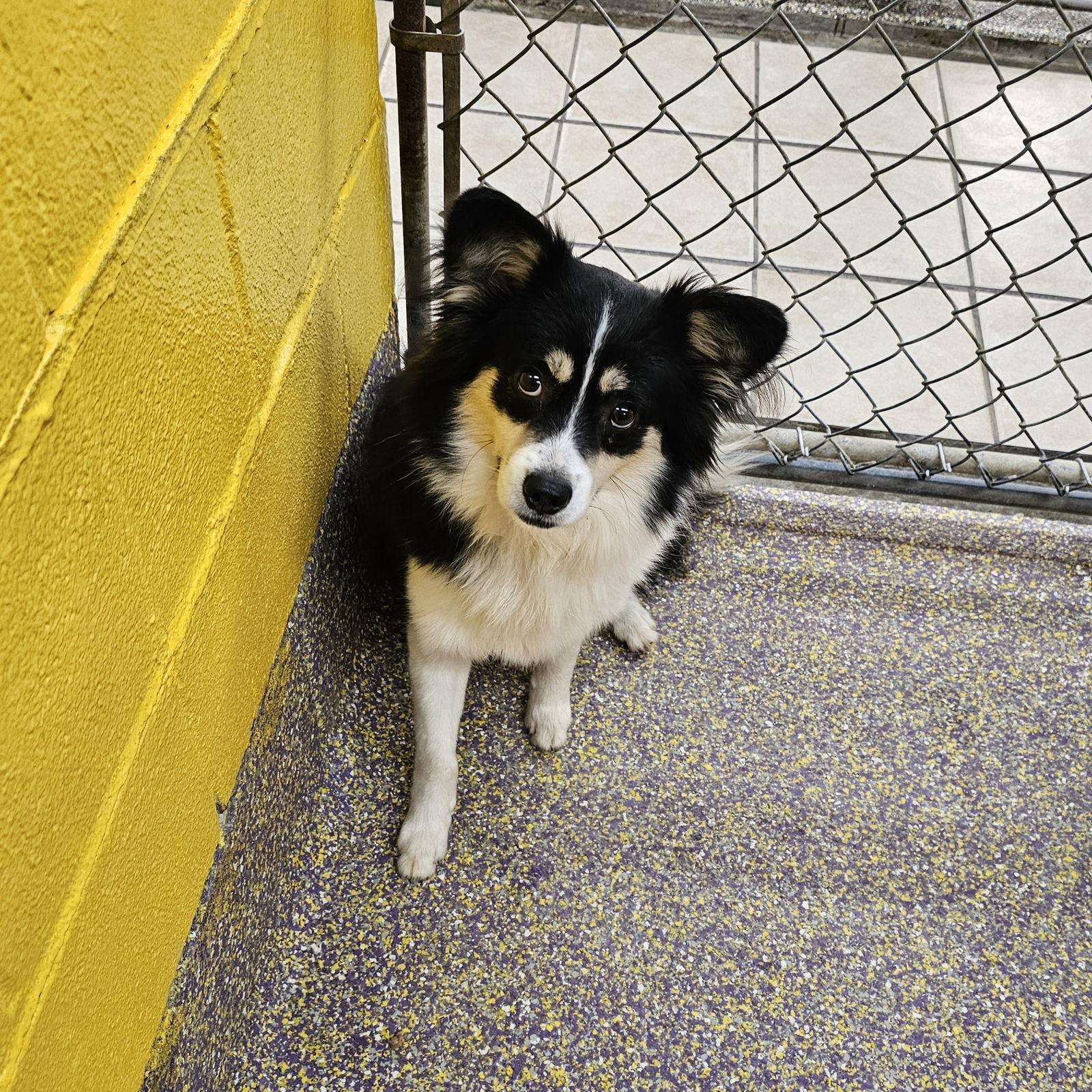 Enlarge Fireplace, a Adoptable Chihuahua in Metairie, LA image 2/2