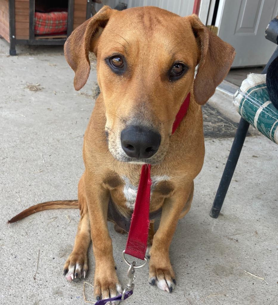 Copper, Adoptable, Young Male Retriever & Black Mouth Cur.