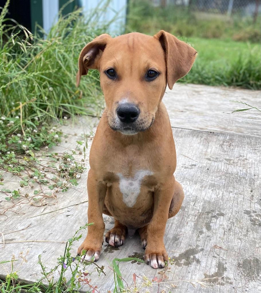 Enlarge Copper, a Adoptable mixed breed in Quinlan, TX image 2/6