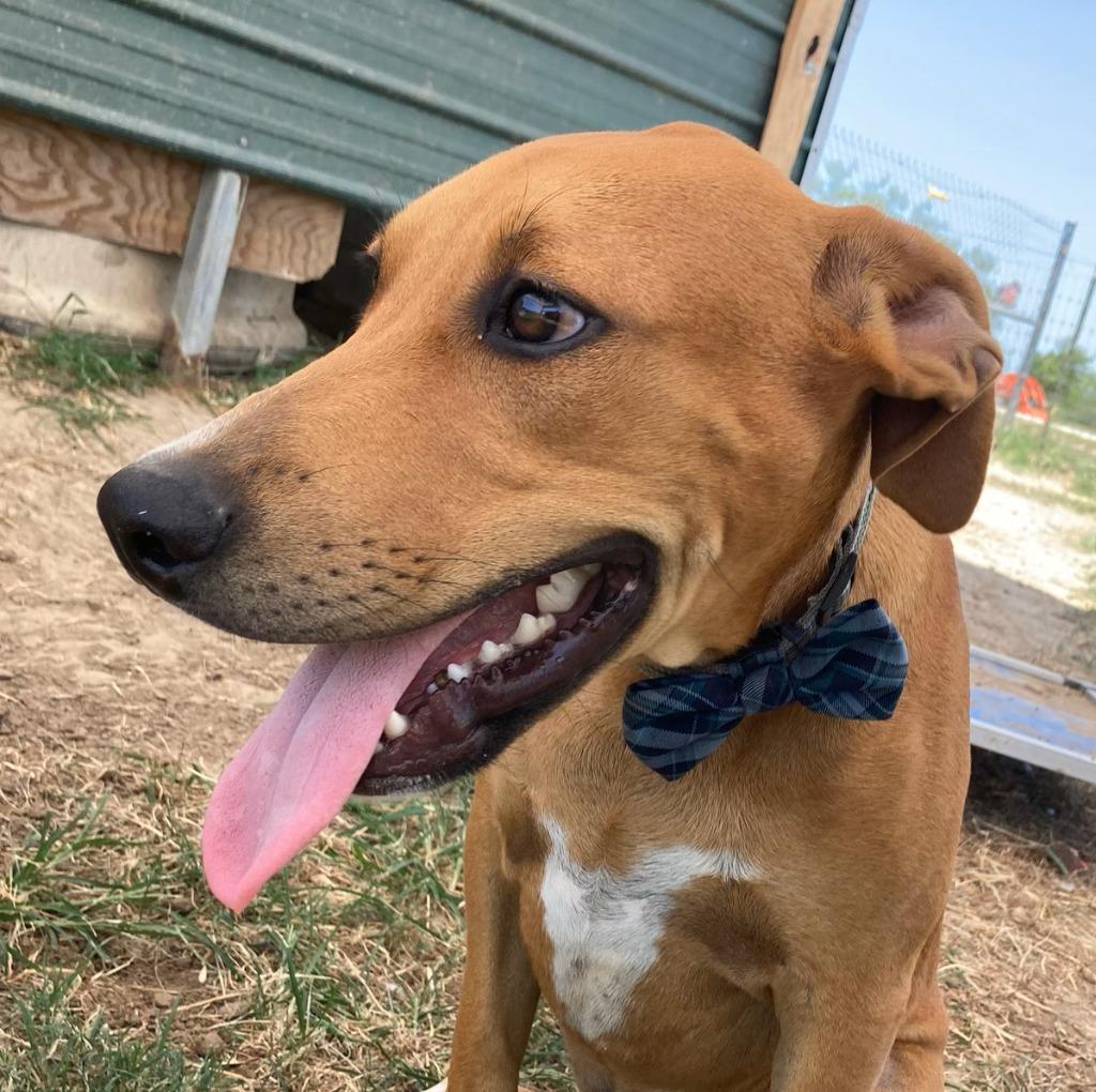 Enlarge Copper, a Adoptable mixed breed in Quinlan, TX image 3/6