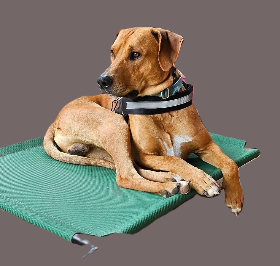 Enlarge Copper, a Adoptable mixed breed in Quinlan, TX image 4/6