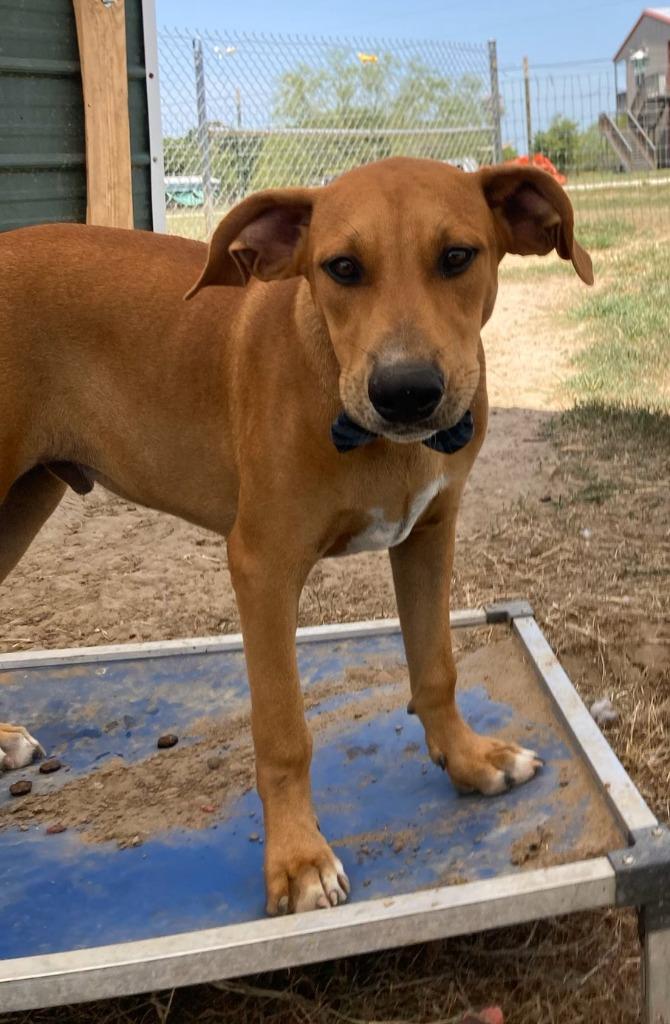 Enlarge Copper, a Adoptable mixed breed in Quinlan, TX image 5/6