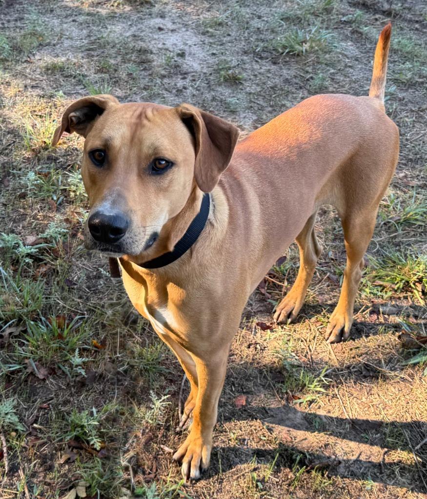 Enlarge Copper, a Adoptable mixed breed in Quinlan, TX image 6/6