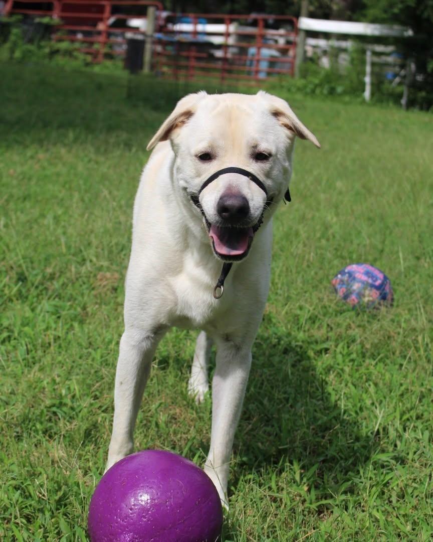 Enlarge Koda - AVAILABLE TO FOSTER OR ADOPT, a Adoptable mixed breed in Clayton, NC image 2/6