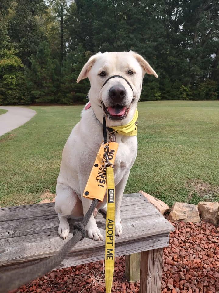 Koda, Adoptable, Adult Male Labrador Retriever.
