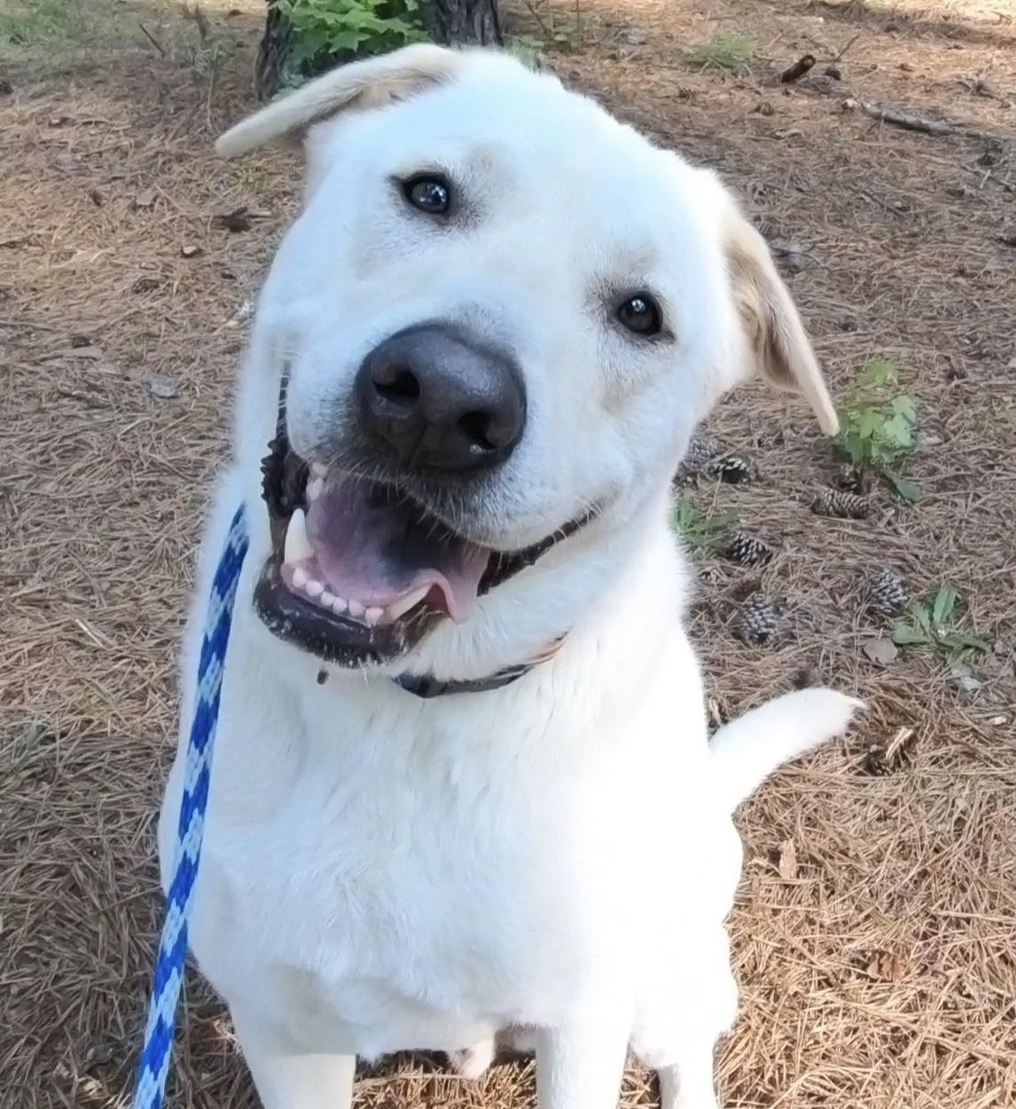 Koda, a Adoptable mixed breed in Clayton, NC image 2/6